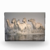 Horse Galloping in the Mediterranean Water フォトブロック (正面)