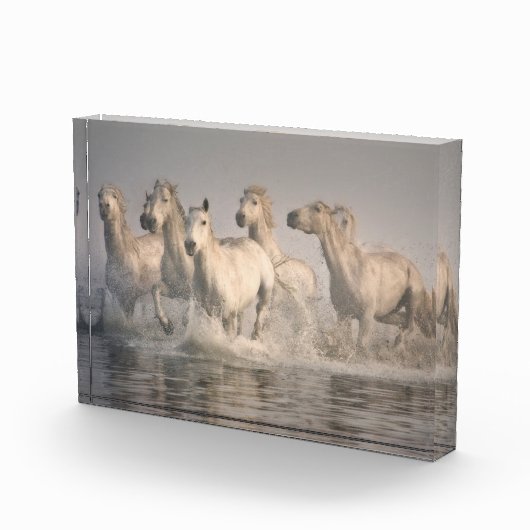 Horse Galloping in the Mediterranean Water フォトブロック (右)