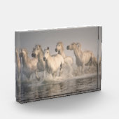 Horse Galloping in the Mediterranean Water フォトブロック (左)