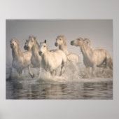 Horse Galloping in the Mediterranean Water ポスター (正面)