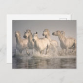 Horse Galloping in the Mediterranean Water ポストカード (正面/裏面)