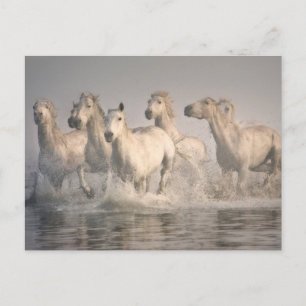 Horse Galloping in the Mediterranean Water ポストカード