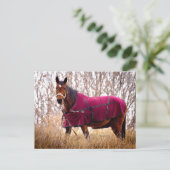 Horse in Burgundy Blanket Autumn Nature Postcard シーズンポストカード (スタンド正面)