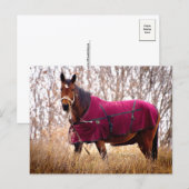 Horse in Burgundy Blanket Autumn Nature Postcard シーズンポストカード (正面/裏面)