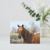 Horse in Kansasポストカード ポストカード (スタンド正面)