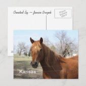 Horse in Kansasポストカード ポストカード (正面/裏面)