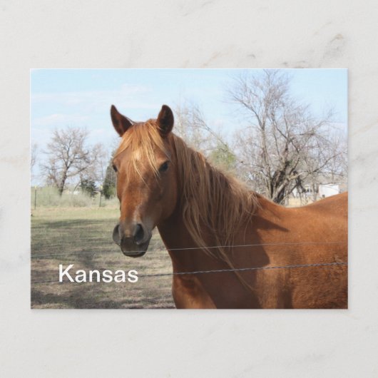 Horse in Kansasポストカード ポストカード (正面)