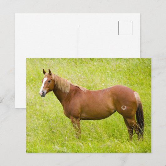 Horse in Spring Field ポストカード (正面/裏面)