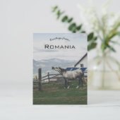 Horse in Vatra Dornei Romania ポストカード (スタンド正面)
