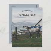 Horse in Vatra Dornei Romania ポストカード (正面/裏面)