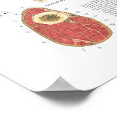 Horse Muscle Neck Shoulder Anatomy Chart ポスター (角)