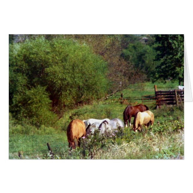 Horse Pasture 2 (正面横)