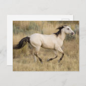 Horse Running Through Prairie Grass ポストカード (正面/裏面)