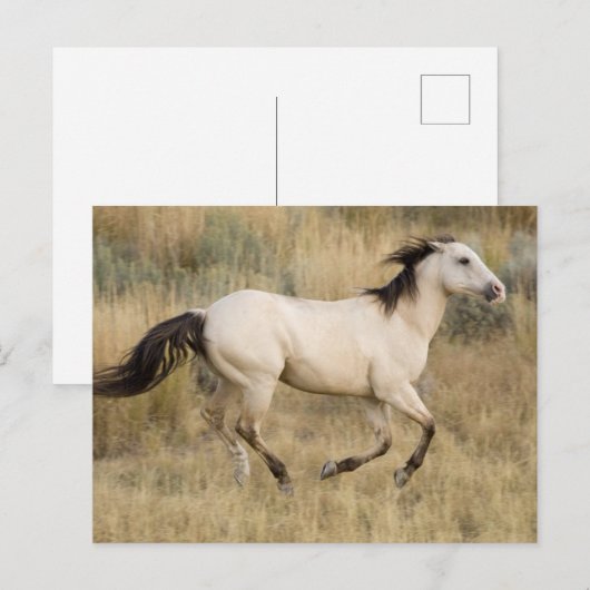 Horse Running Through Prairie Grass ポストカード (正面/裏面)