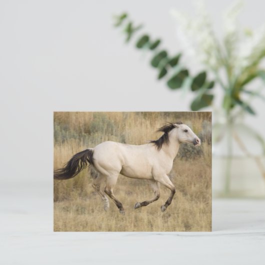 Horse Running Through Prairie Grass ポストカード (スタンド正面)