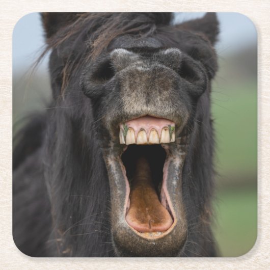 Horse Showing His Teeth スクエアペーパーコースター (正面)