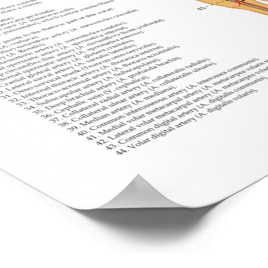 Horse Skeletal Arterial Anatomy Veterinary Chart ポスター (角)