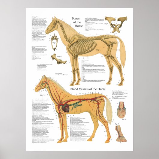 Horse Skeletal Arterial Anatomy Veterinary Chart ポスター (正面)