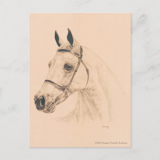 Horse Sketch by Susan Pelisek Kolberg ポストカード (正面)
