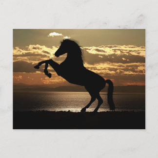 horse sunset silhouette ポストカード
