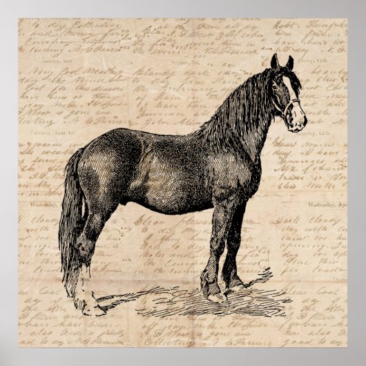 Horse with Script紙 ポスター (正面)