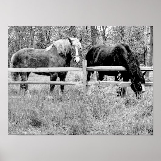Horses Black & White - – デジタル写真芸術 ポスター (正面)