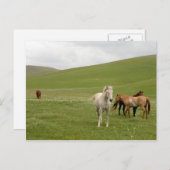 Horses in Pasture Postcard ポストカード (正面/裏面)