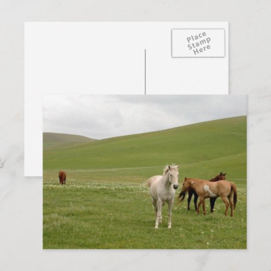 Horses in Pasture Postcard ポストカード (正面/裏面)