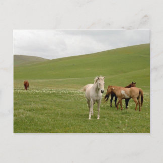 Horses in Pasture Postcard ポストカード