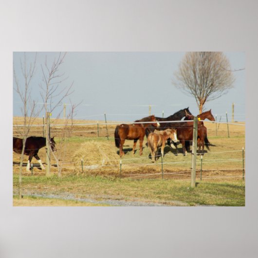 Horses on Farmフォトポスター ポスター (正面)
