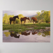 Horses reflected in small stream, Cades Cove, ポスター (正面)
