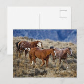 Horses Roaming the Hills ポストカード (正面/裏面)