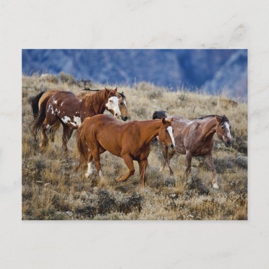 Horses Roaming the Hills ポストカード (正面)