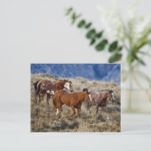 Horses Roaming the Hills ポストカード (スタンド正面)