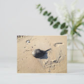 horseshoe crab ポストカード (スタンド正面)