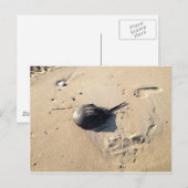 horseshoe crab ポストカード (正面/裏面)