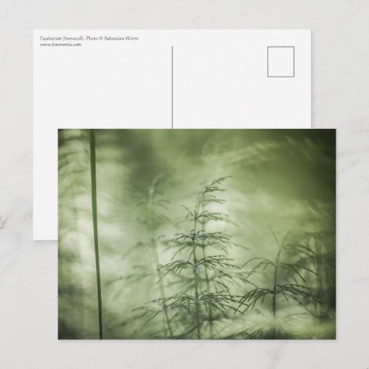 Horsetailの自然写真 ポストカード (正面/裏面)