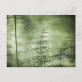 Horsetailの自然写真 ポストカード (正面)