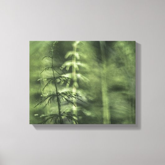 Horsetailフォトグリーンフローラ キャンバスプリント (正面)