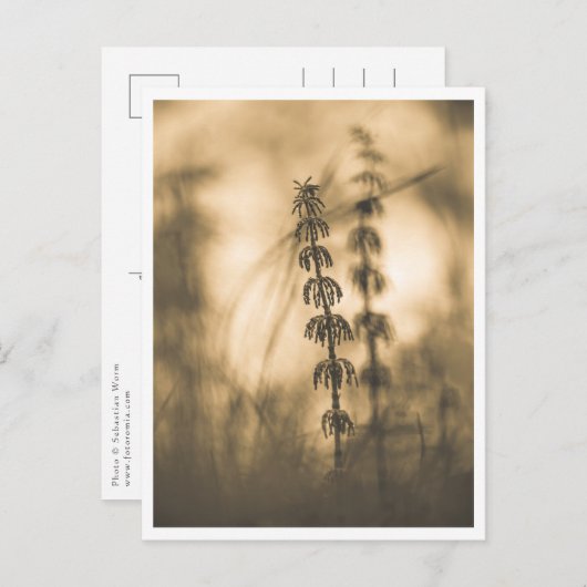 Horsetail Sepiaの自然写真 ポストカード (正面/裏面)