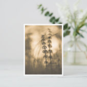 Horsetail Sepiaの自然写真 ポストカード (スタンド正面)