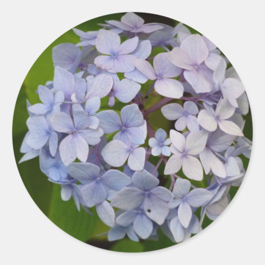Hortensie ラウンドシール (正面)