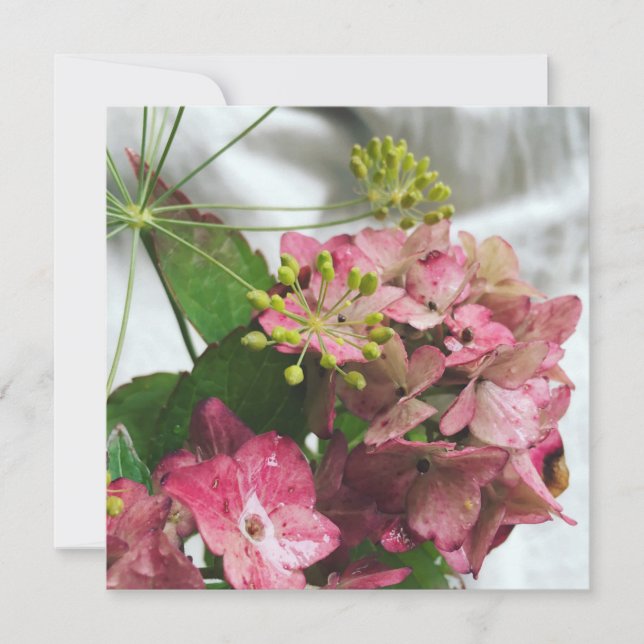 Hortensienblüte trifft auf Regen und Dill (正面)