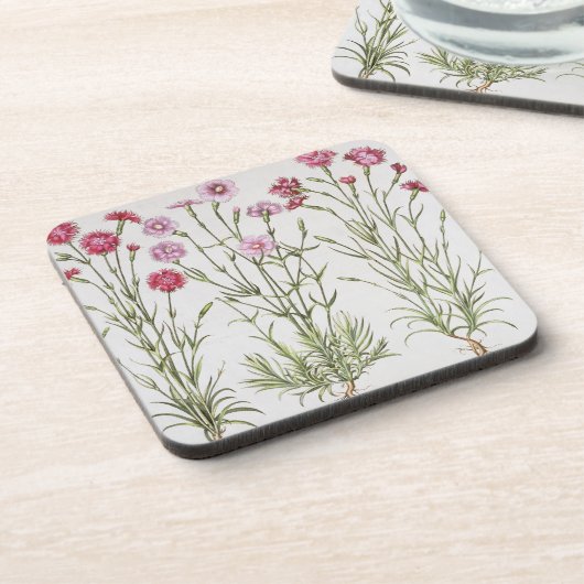 「Hortus Eyからのナデシコのさまざまな変化、 コースター (左側)