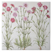 「Hortus Eyからのナデシコのさまざまな変化、 タイル (正面)