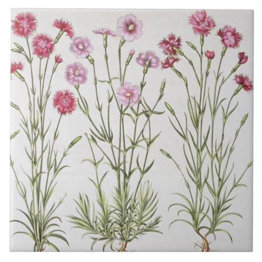 「Hortus Eyからのナデシコのさまざまな変化、 タイル (正面)
