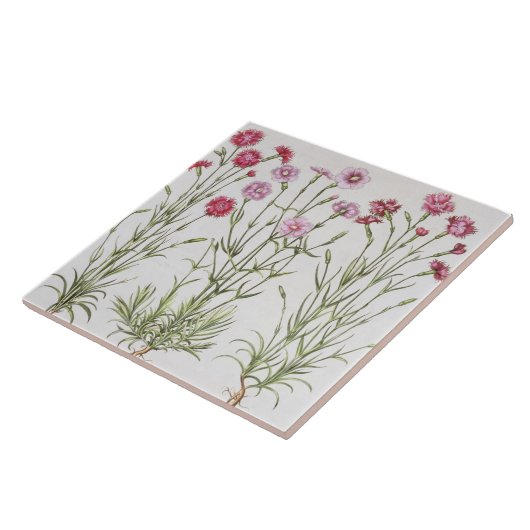 「Hortus Eyからのナデシコのさまざまな変化、 タイル (側面)