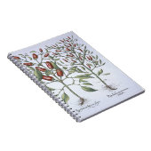 「Hortus Eystettensiからのチリペッパーの植物、 ノートブック (右側)