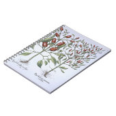 「Hortus Eystettensiからのチリペッパーの植物、 ノートブック (左側)