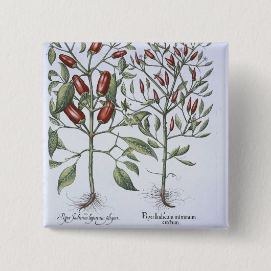 「Hortus Eystettensiからのチリペッパーの植物、 缶バッジ (正面)